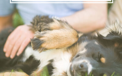 The 5 Dogly Secrets to Success