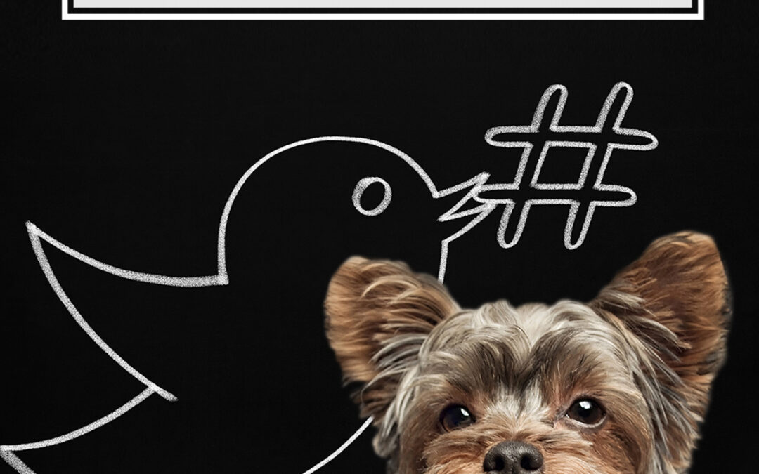 How to Target & Convert Leads on Twitter: an Advanced Guide for Petpreneurs