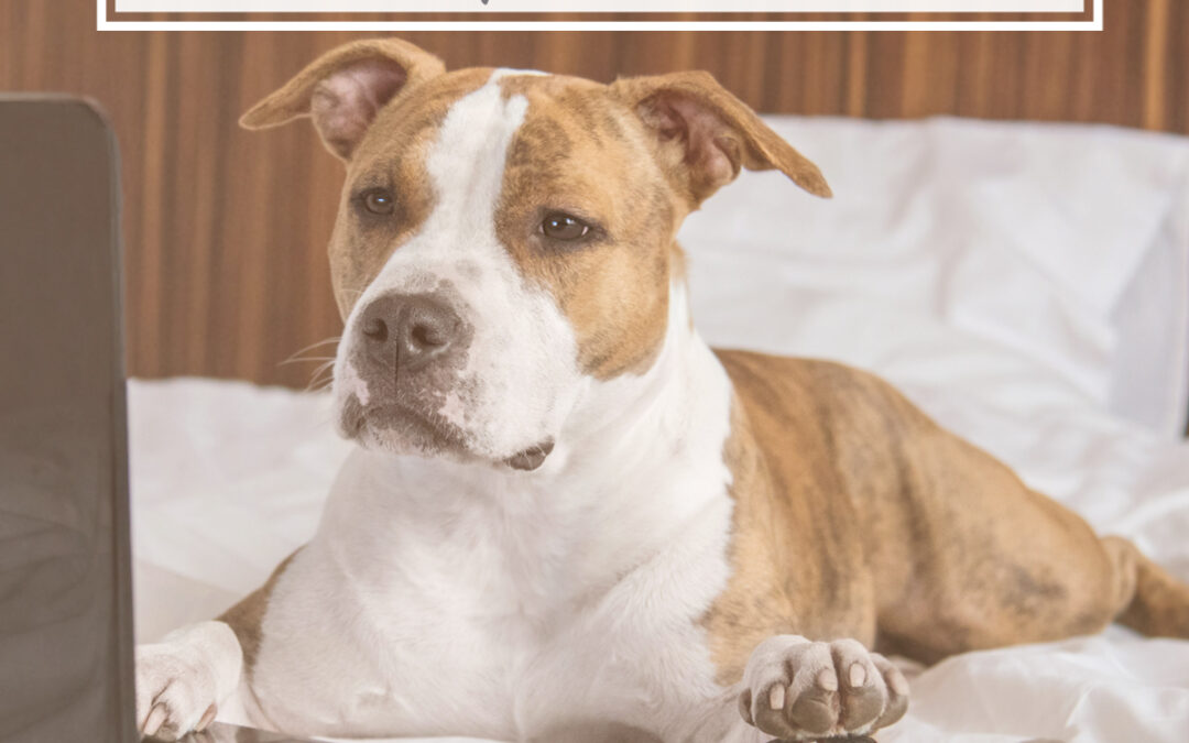 Social Media Basics for Petpreneurs