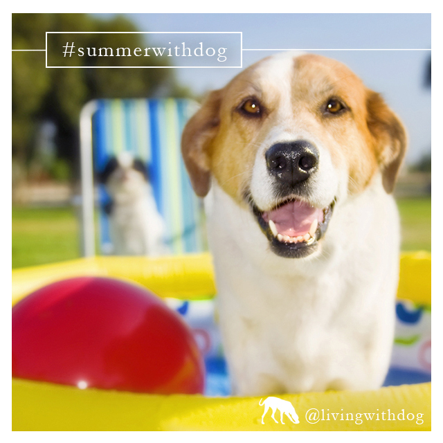 summerwithdog_58