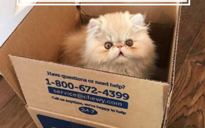 The 3.35 Billion Dollar Pet Brand