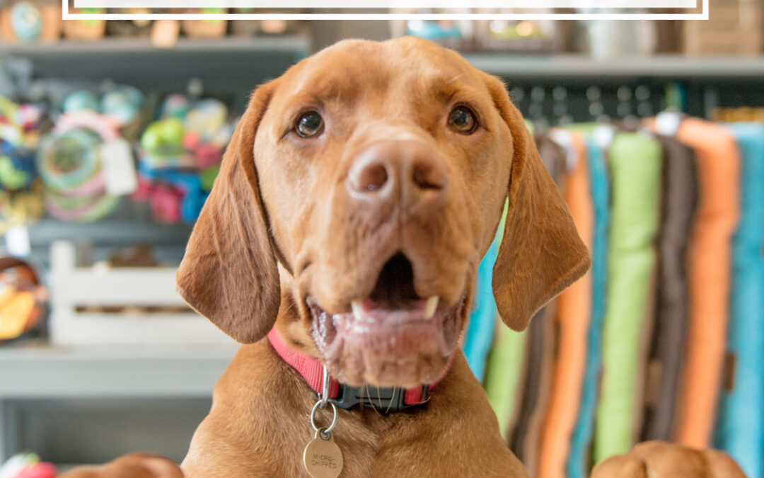 How to Keep your Competitive Edge as an Indie Pet Retailer