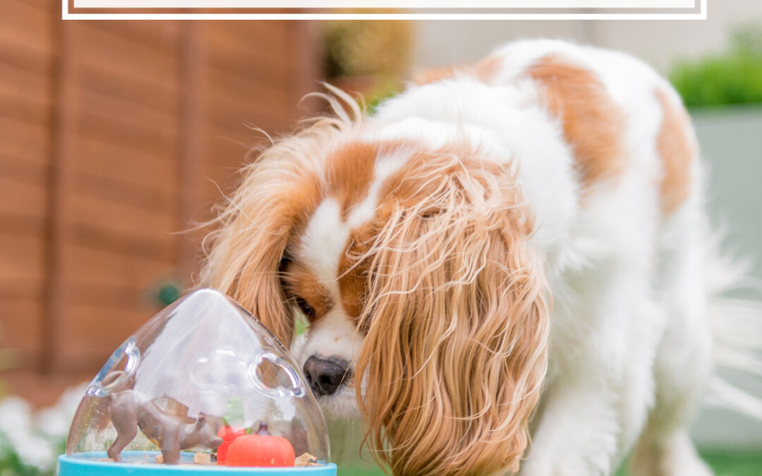 Commercial Pet Photographers in the UK