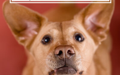 Is your Pet Business Ready for the Year of the Dog?