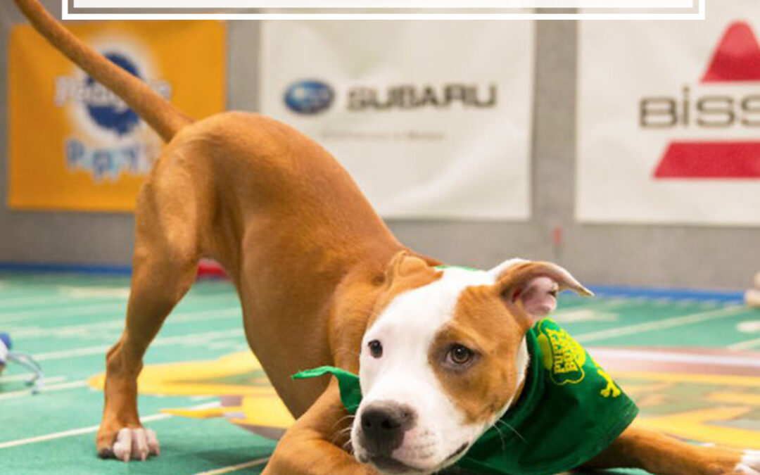 Marketing Genius Behind the Puppy Bowl