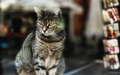 Pet Business Magazine with Nic