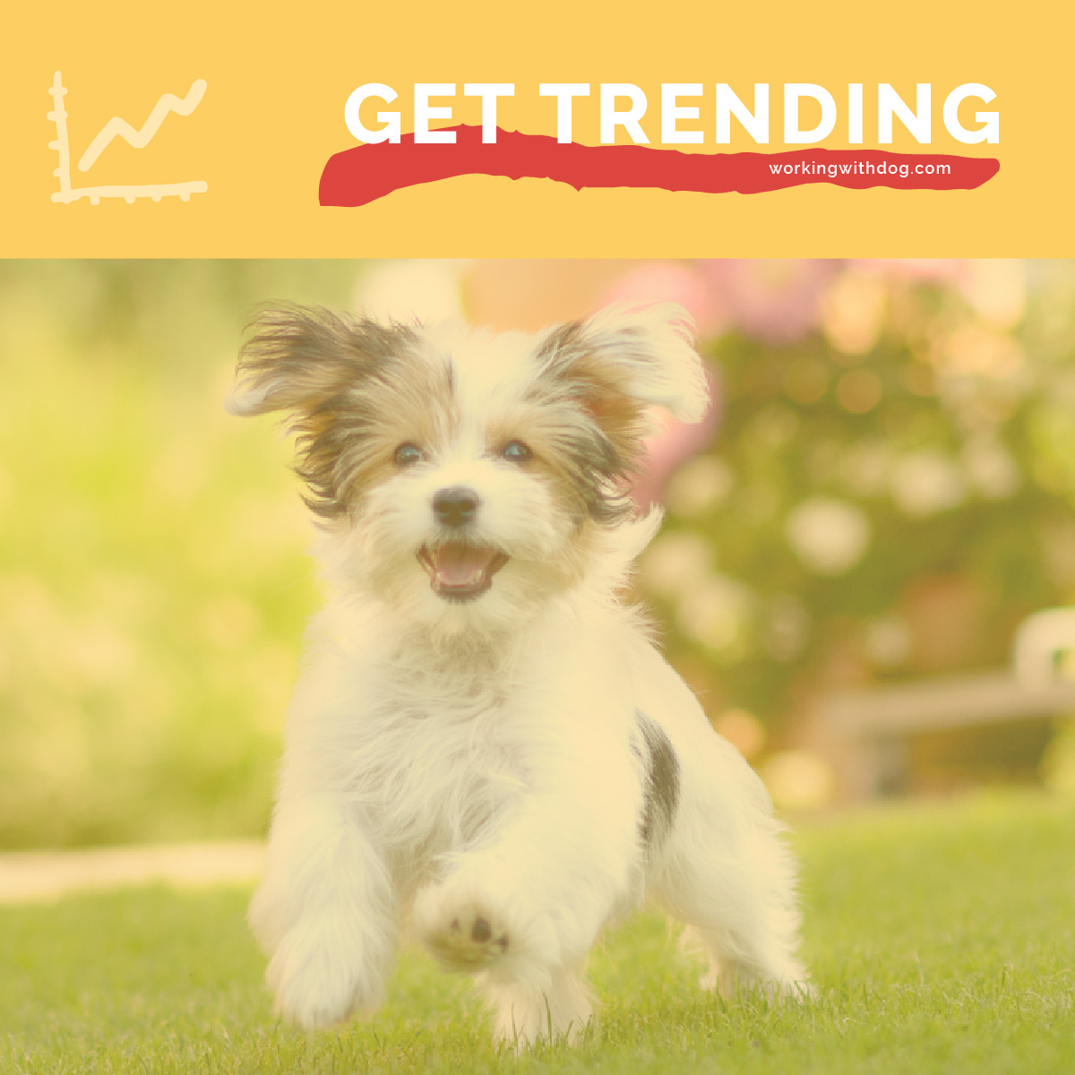 September 2019 Pet Trends & Upcoming Topics