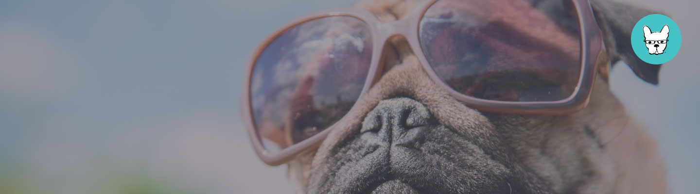Understanding & Finding Your Ideal Pet Client Using Facebook Analytics