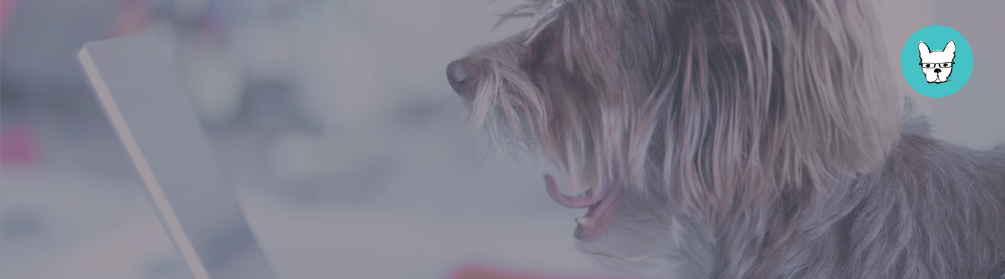 Understanding & Finding Your Ideal Pet Client Using Google Analytics