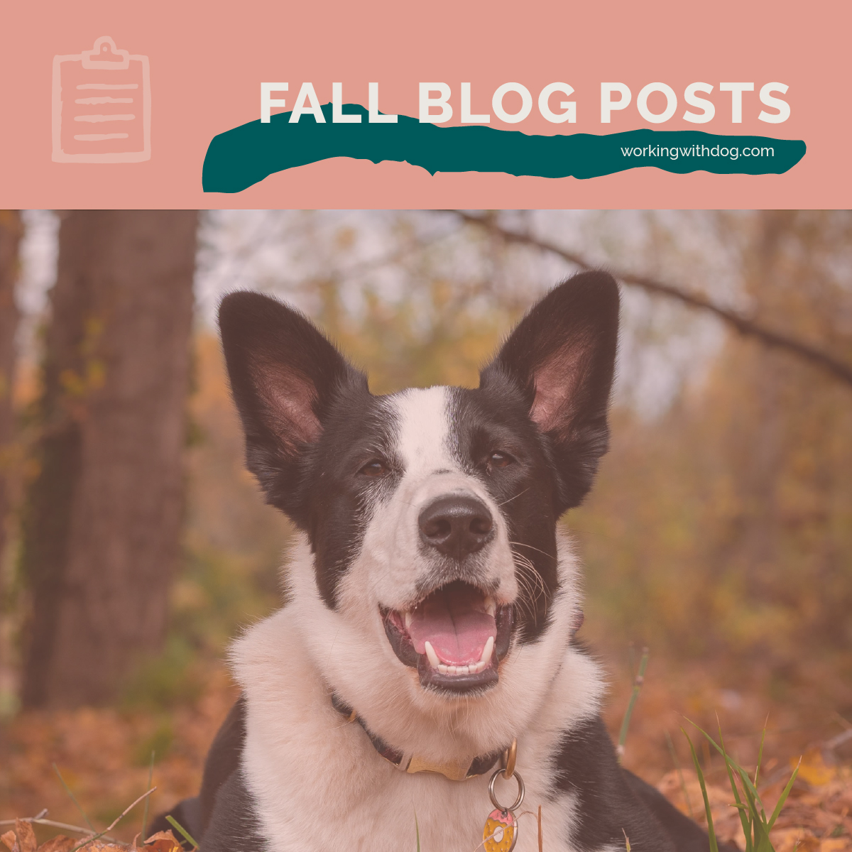 Fall Blog Posts: Local Ways to Celebrate Fall
