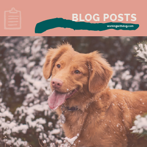 Winter Renewal Blog Post Templates