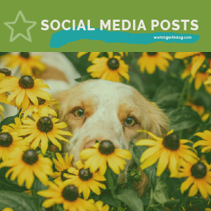 February Social Media Templates