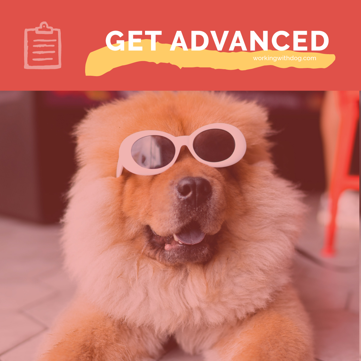 On-Site Pinterest Optimization for Pet Brands