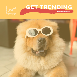 May 2020 Pet Trends & Upcoming Topics