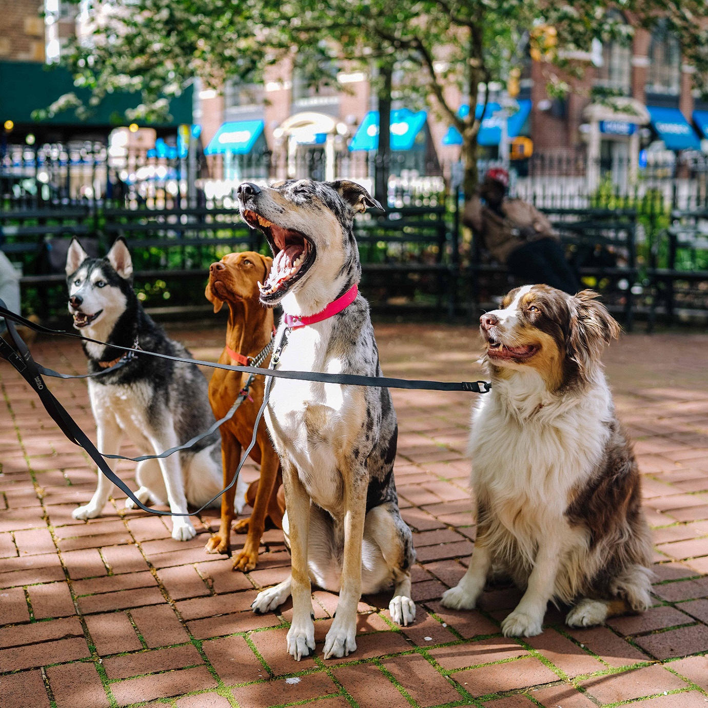 How Can I Find and Screen Great Dog Walking Contractors or Employees?